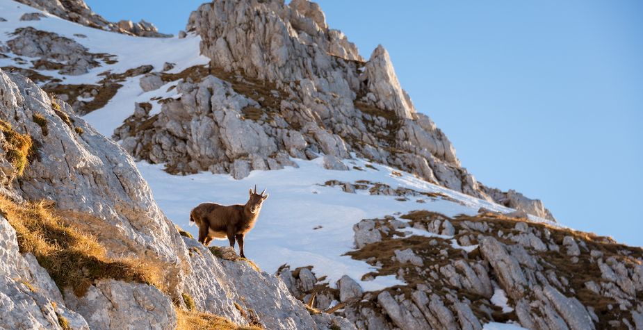 Bilimsel Araştırma ve Ekolojik İzleme