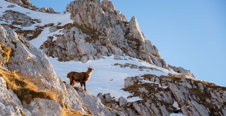 Bilimsel Araştırma ve Ekolojik İzleme